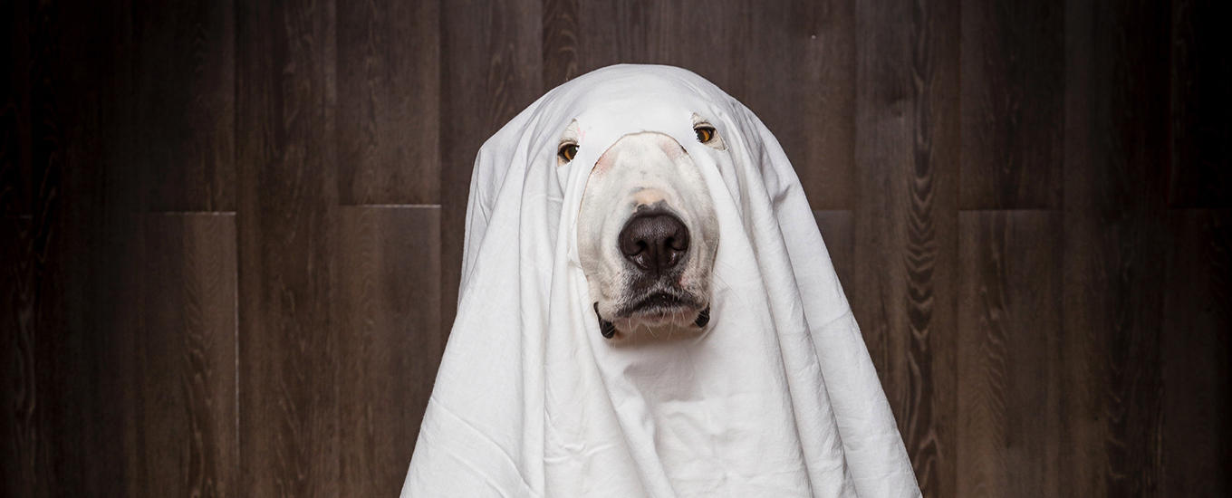 Cute ghost Dog